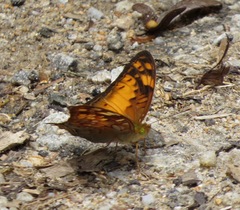 Vagrans sinha