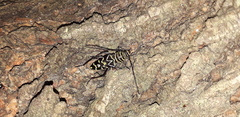 Megacyllene acuta