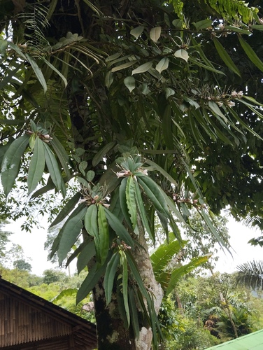 Cyrtandra oblongifolia observed 2025-10-01