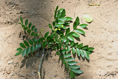 Zanthoxylum davyi