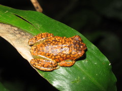 Uluguru Tree Frog photo 2