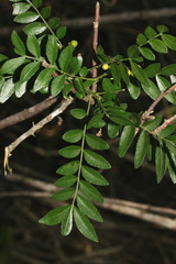 Zanthoxylum davyi