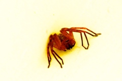 Curicaberis culiacan