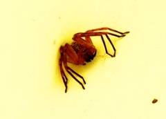 Curicaberis culiacan