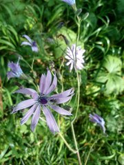 Cicerbita macrophylla uralensis