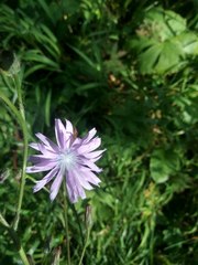 Cicerbita macrophylla uralensis