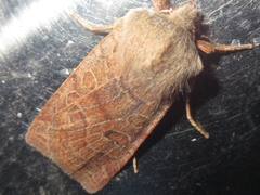 Diarsia canescens