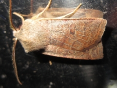 Diarsia canescens