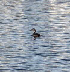 Podiceps cristatus