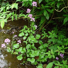 Cardamine raphanifolia