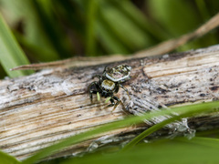 Heliophanus potanini