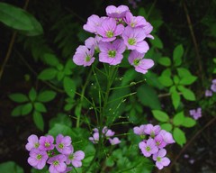 Cardamine raphanifolia