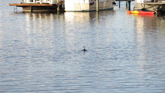 Podiceps cristatus