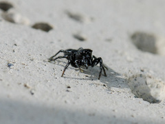 Heliophanus potanini