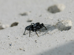 Heliophanus potanini