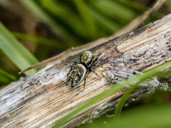 Heliophanus potanini