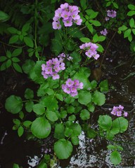 Cardamine raphanifolia