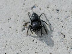 Heliophanus potanini