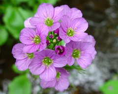 Cardamine raphanifolia