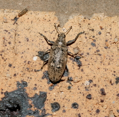 Polyclaeis longicornis