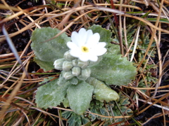 Primula magellanica
