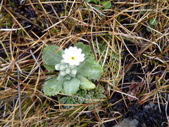 Primula magellanica