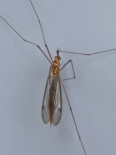 Unknown species found near Stony Brook University, Stony Brook, NY, US