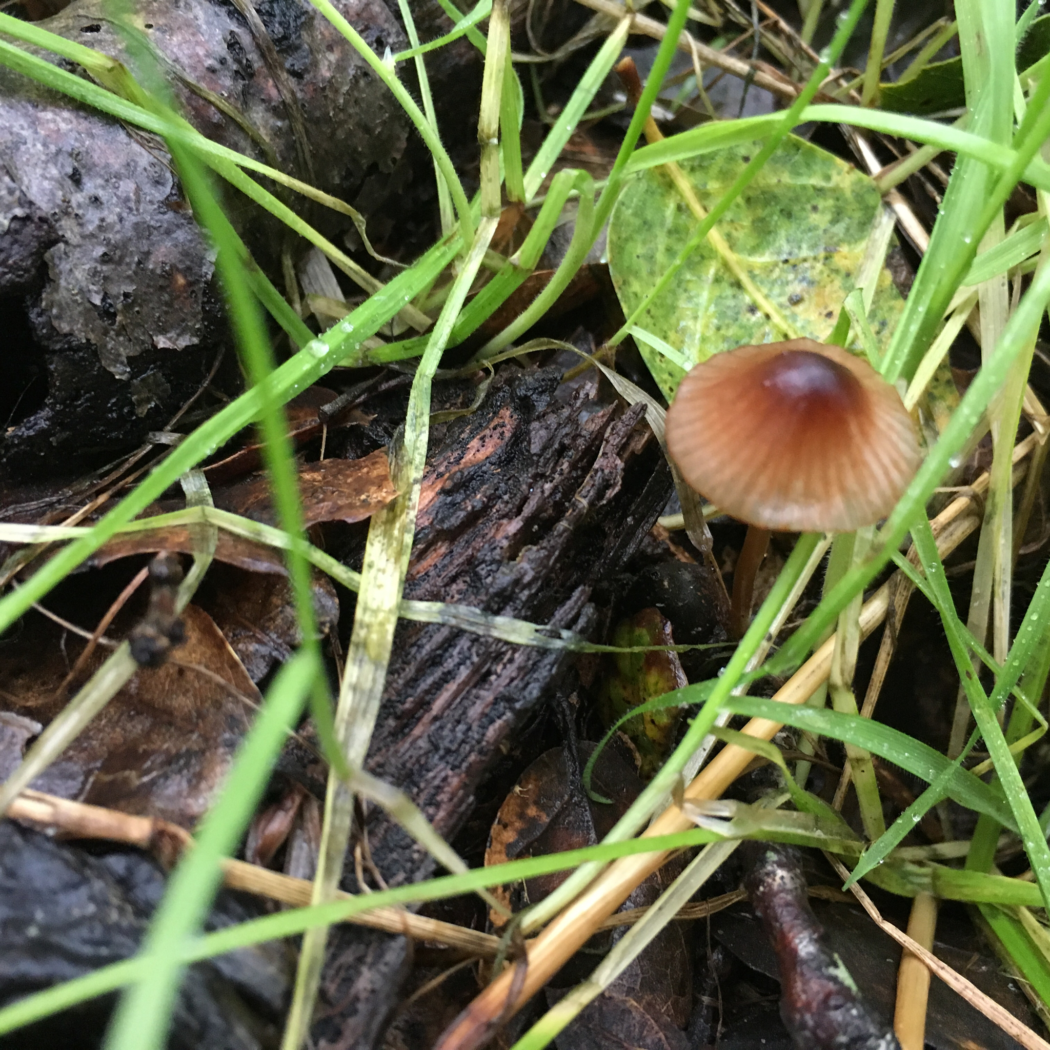 Mycena californiensis image