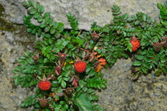 Rubus taiwanicola