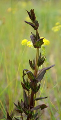 Gentianella amarella acuta