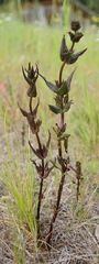 Gentianella amarella acuta