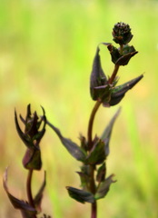 Gentianella amarella acuta