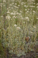 Antennaria rosea confinis