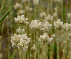 Antennaria rosea confinis