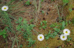 Erigeron glabellus pubescens