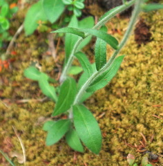 Erigeron glabellus pubescens