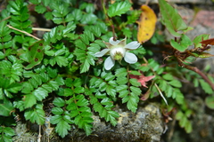 Rubus taiwanicola