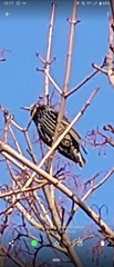 Sturnus vulgaris