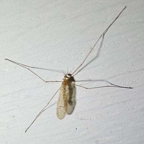Unknown species found near Northbridge, MA 01534, USA
