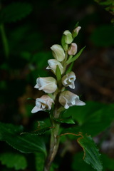 Goodyera henryi