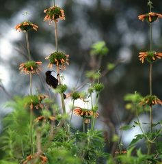 Drepanorhynchus reichenowi