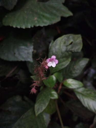 Staurogyne elongata, 2025-10-01