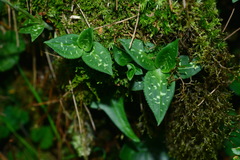 Goodyera maculata