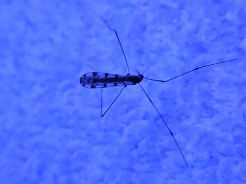 Unknown species found near Northbridge, MA 01534, USA