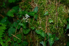 Goodyera maculata