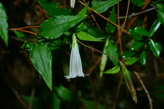 Tripterospermum luzonense