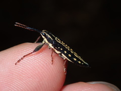 Rhinotia lineata