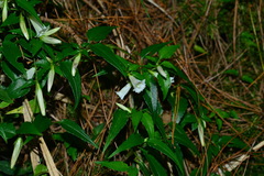 Tripterospermum luzonense