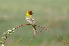 Emberiza bruniceps