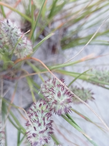 Haregrass (Tribolium hispidum)